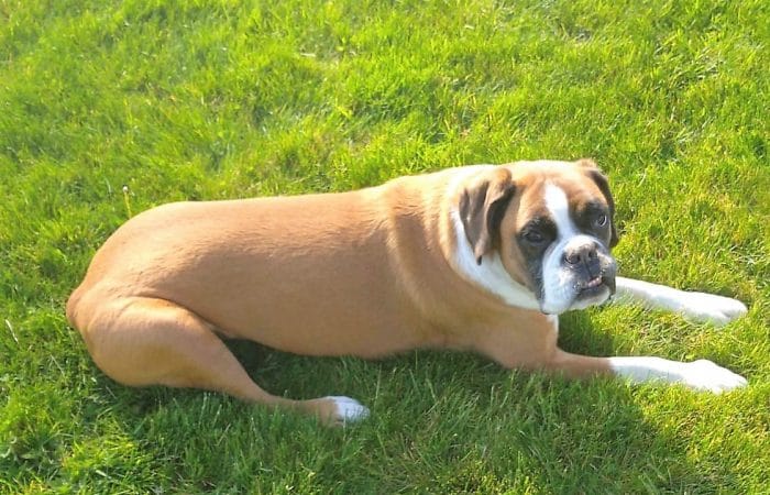 Chien boxer couché sur pelouse