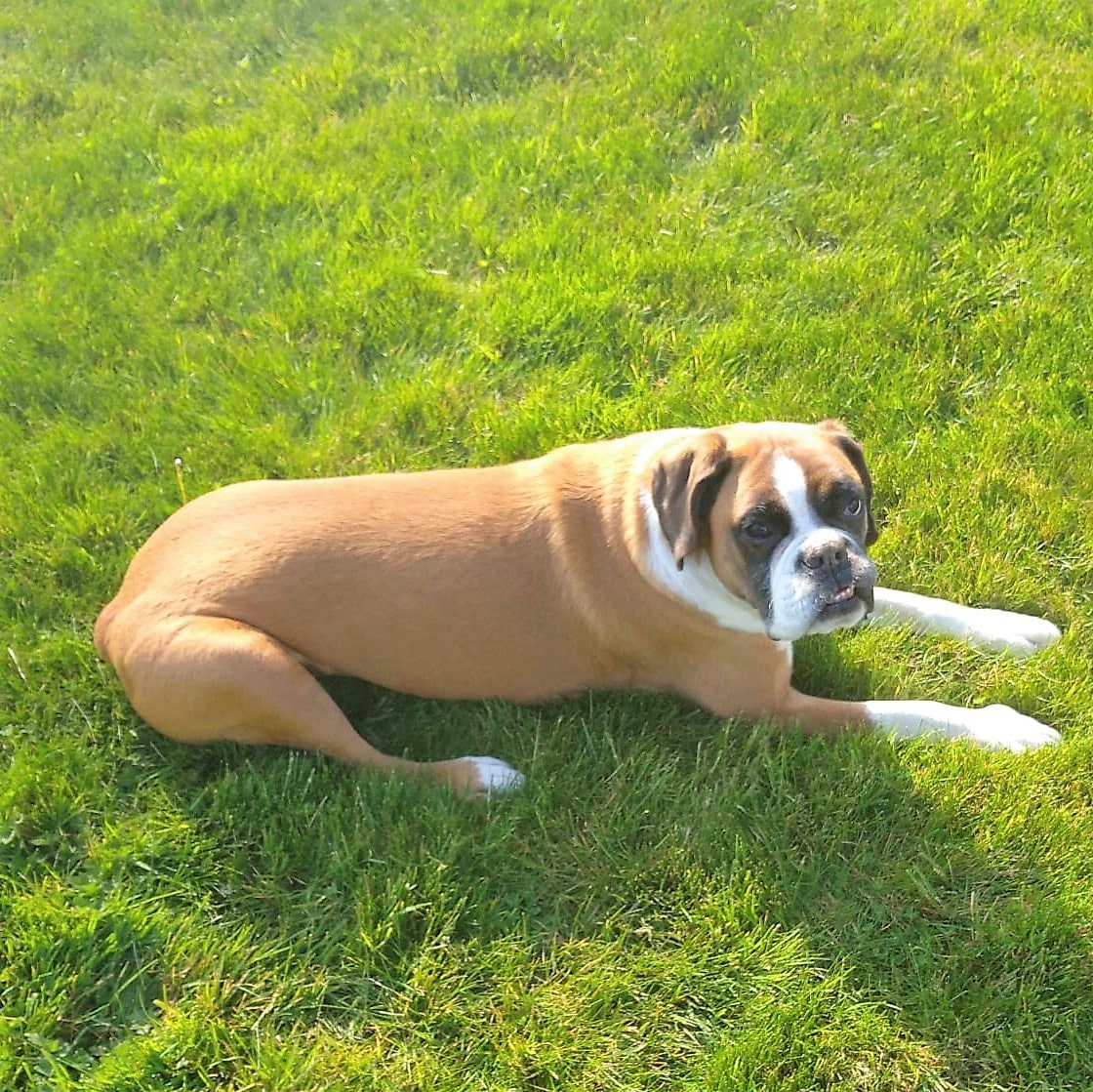 Chien boxer couché sur pelouse